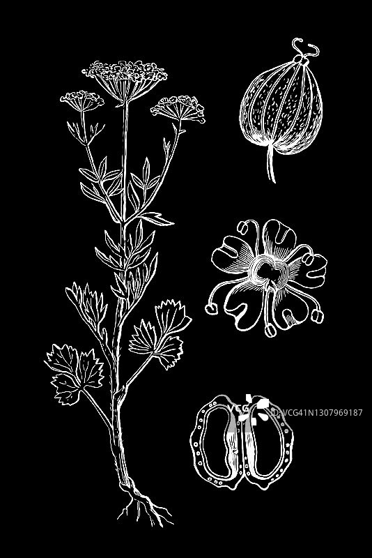 茴芹老式雕刻插图图片素材