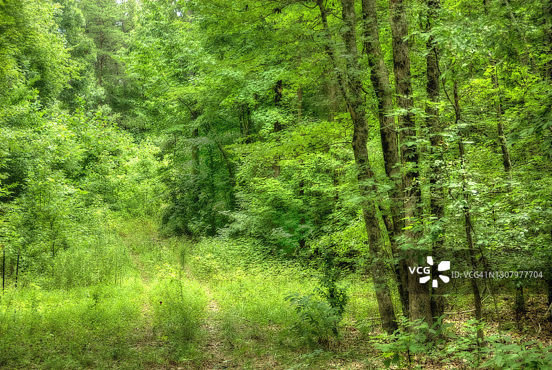 背景：伍兹的奥顿效果图片素材
