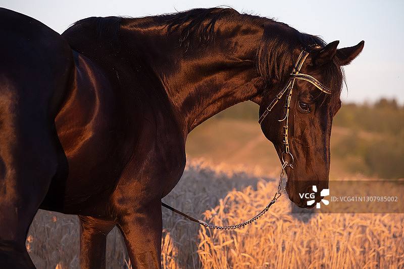 美丽的黑色运动型特雷克纳种马在麦田里摆姿势的肖像，日落图片素材