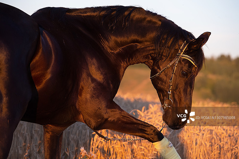 美丽的黑色运动型特雷克纳种马在麦田里摆姿势的肖像，日落图片素材