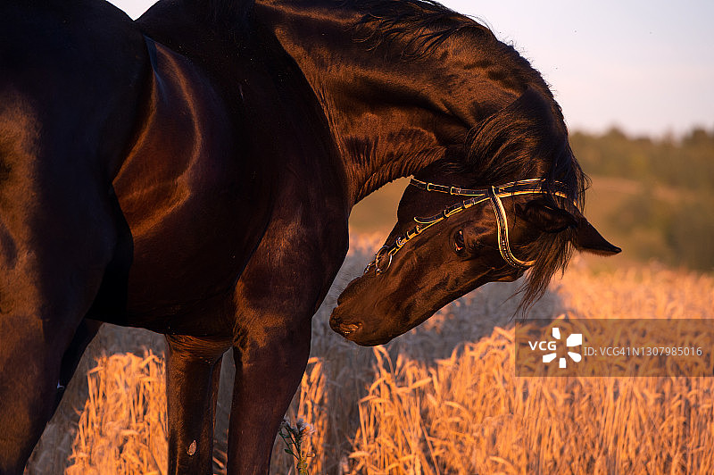 美丽的黑色运动型特雷克纳种马在麦田里摆姿势的肖像，日落图片素材