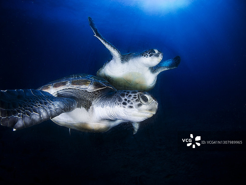 特内里费岛蓝水中两只绿海龟的广角镜头图片素材