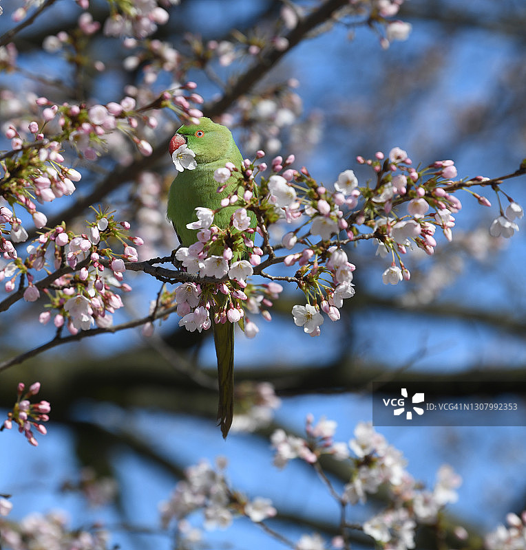 吃樱花的鹦鹉图片素材