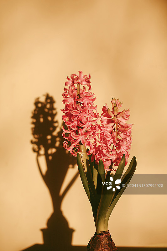 阳光下带有阴影的粉色风信子图片素材