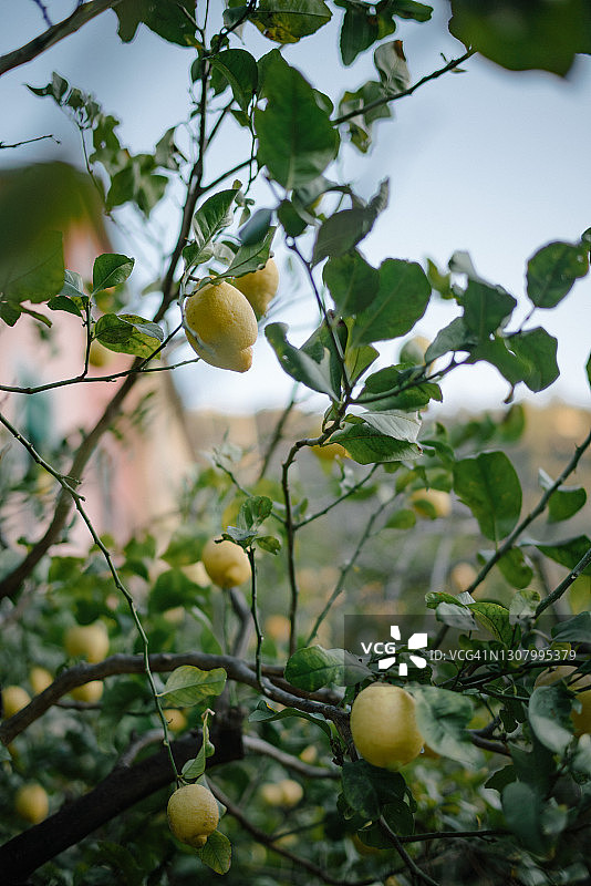 果实累累的柠檬树图片素材