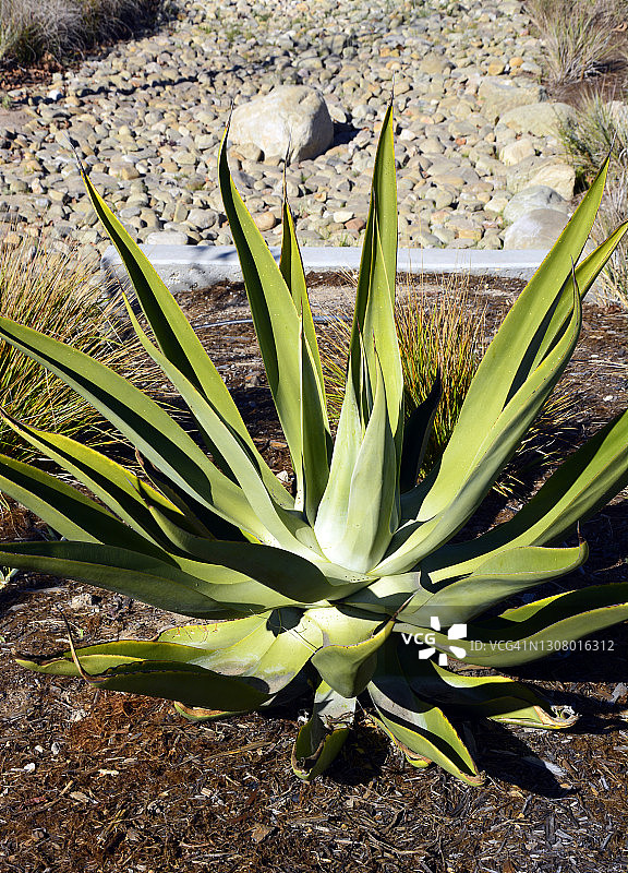 阳光下的龙舌兰图片素材