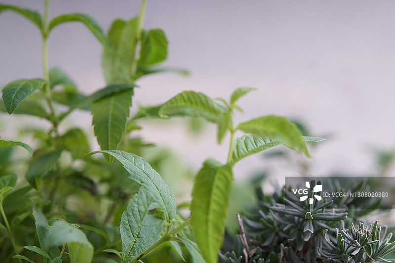 柠檬马鞭草和狭叶薰衣草图片素材
