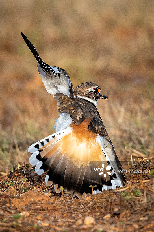 Killdeer鸻系列图片素材