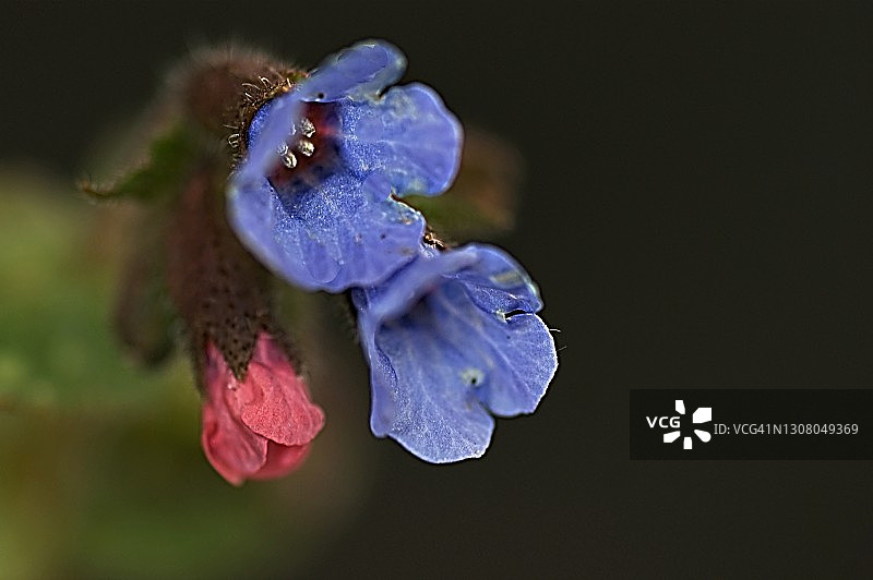 狭叶肺草“Azurea”图片素材