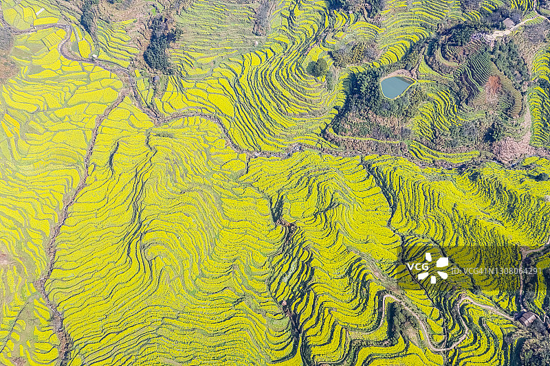 春天油菜花梯田纹理图片素材