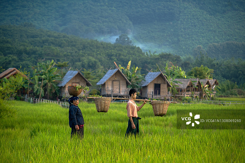 农民 carrying 一篮水稻秧苗准备种植图片素材