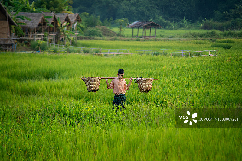 农民挑着装有稻苗的篮子在田间种植图片素材