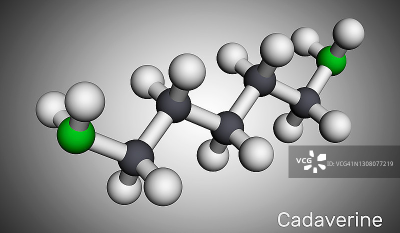 尸胺分子3D模型图片素材
