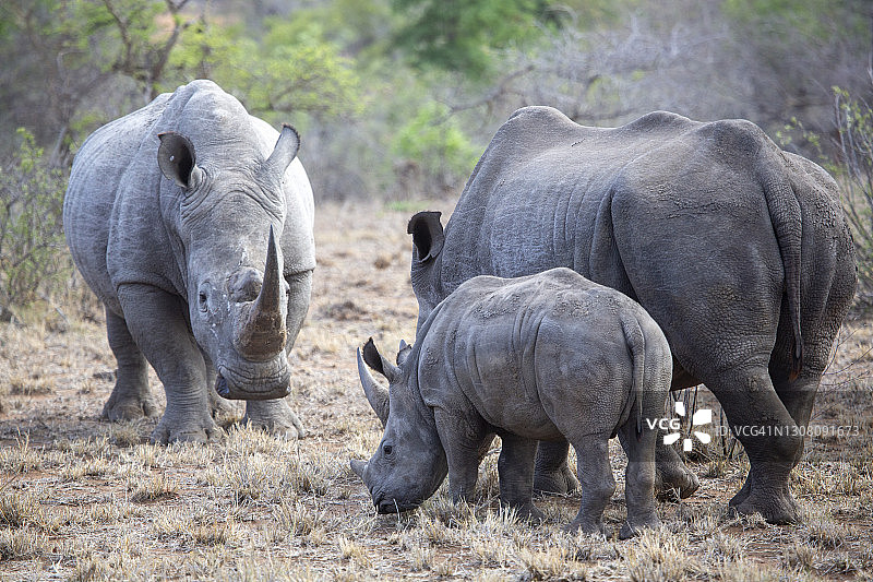 犀牛对峙图片素材