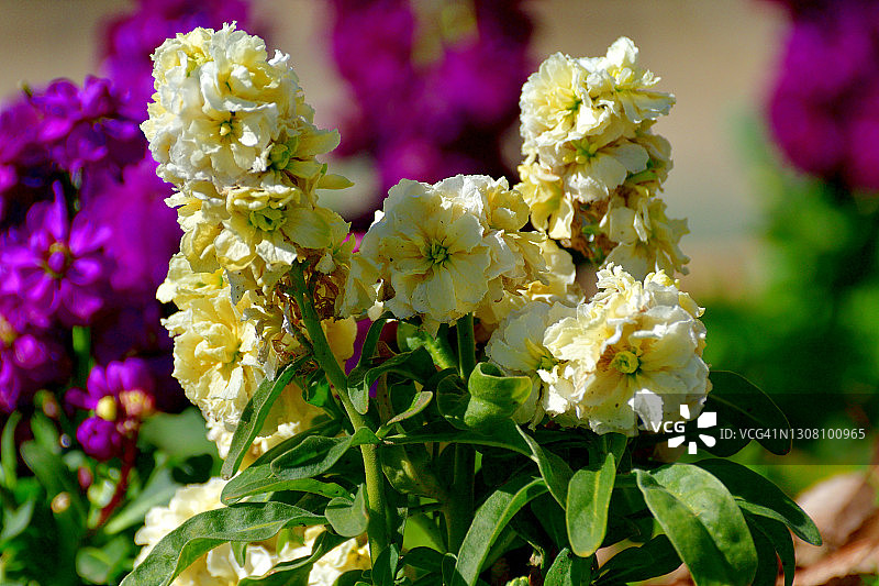 桂竹香图片素材