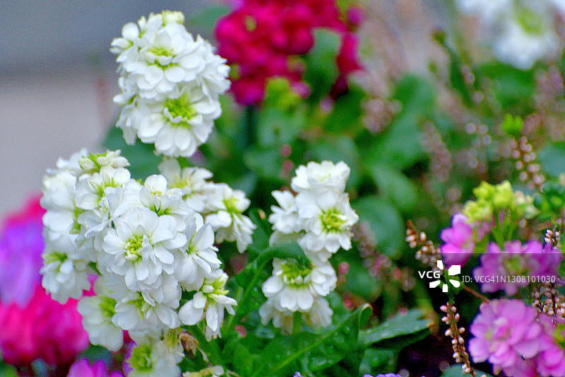 桂竹香图片素材