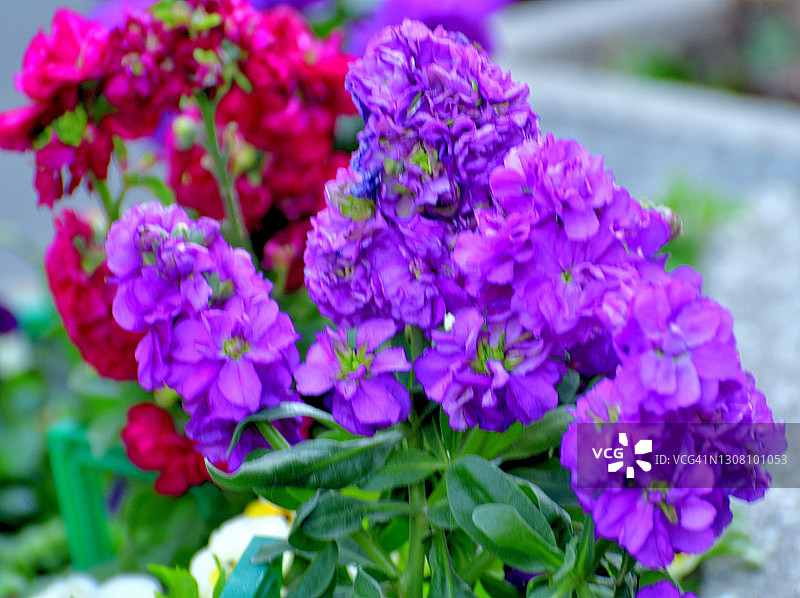 桂竹香图片素材