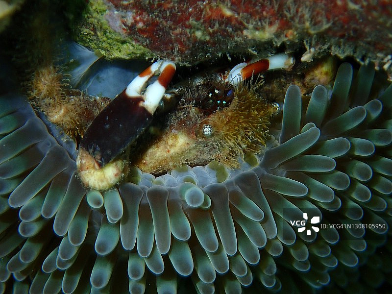 栖息在海葵中的加勒比礁蟹图片素材