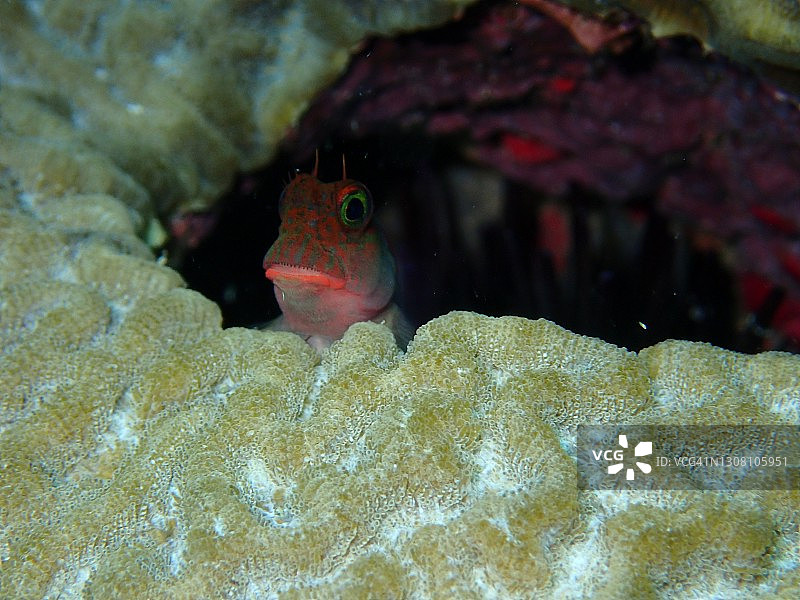 红唇鳚图片素材