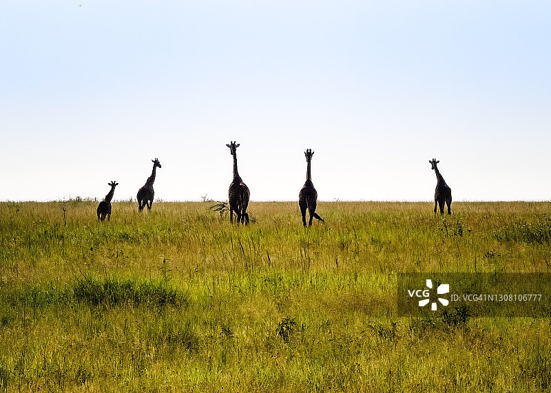 长颈鹿群在塞伦盖蒂平原上行走图片素材