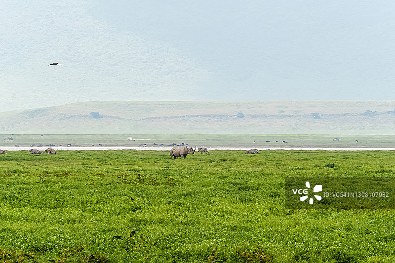 坦桑尼亚恩戈罗恩戈罗火山口的巨角黑犀牛图片素材