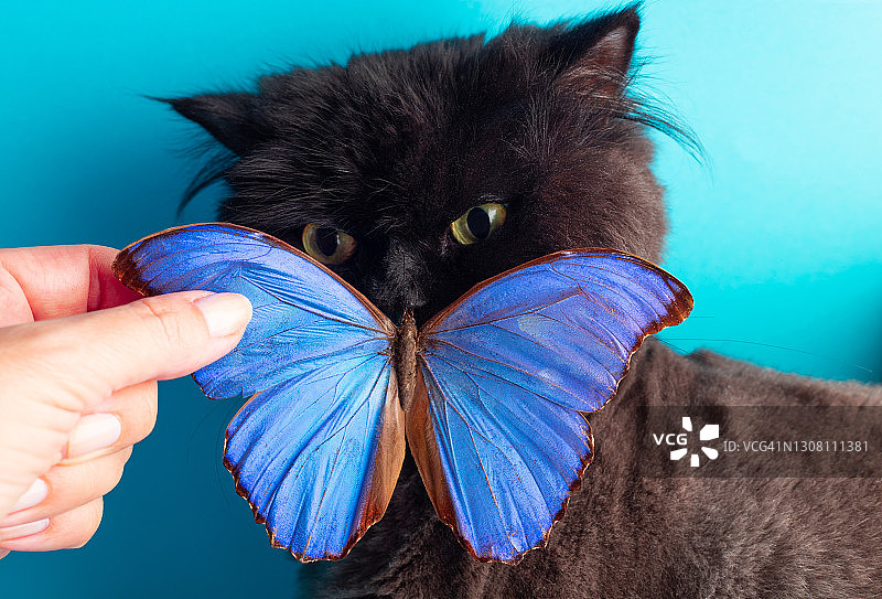 黑猫与蓝闪蝶图片素材