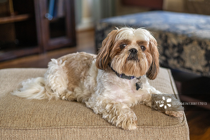 在矮脚凳上的西施犬宠物图片素材