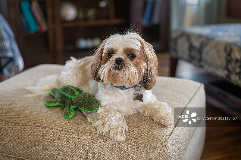 在矮脚凳上的西施犬宠物图片素材