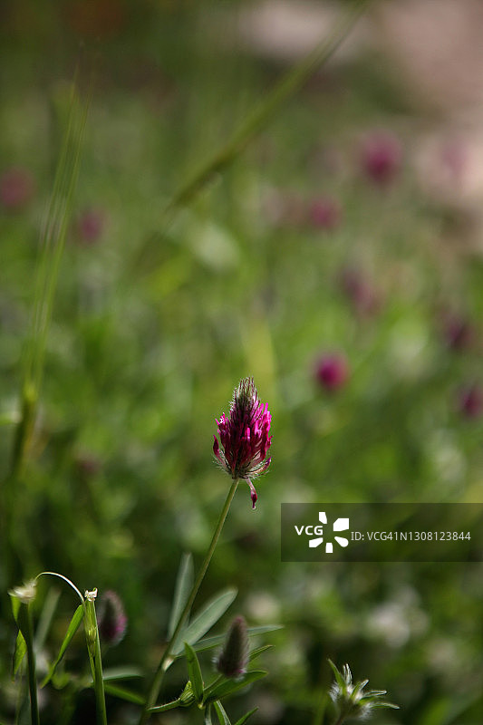 紫色三叶草图片素材