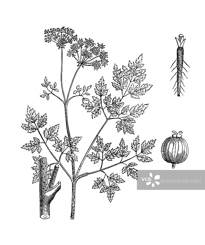 毒芹（Conium maculatum）古老雕刻插图图片素材