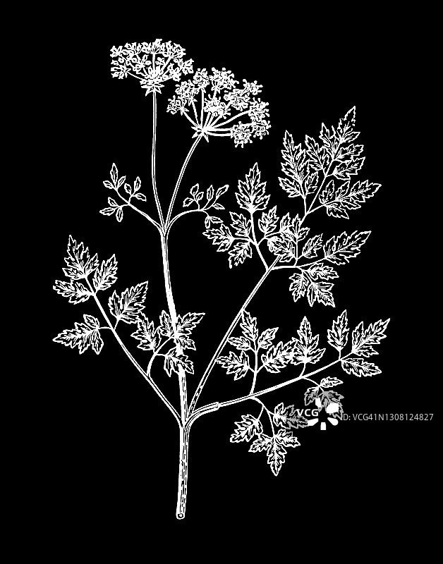 毒芹（Conium maculatum）古老雕刻插图图片素材