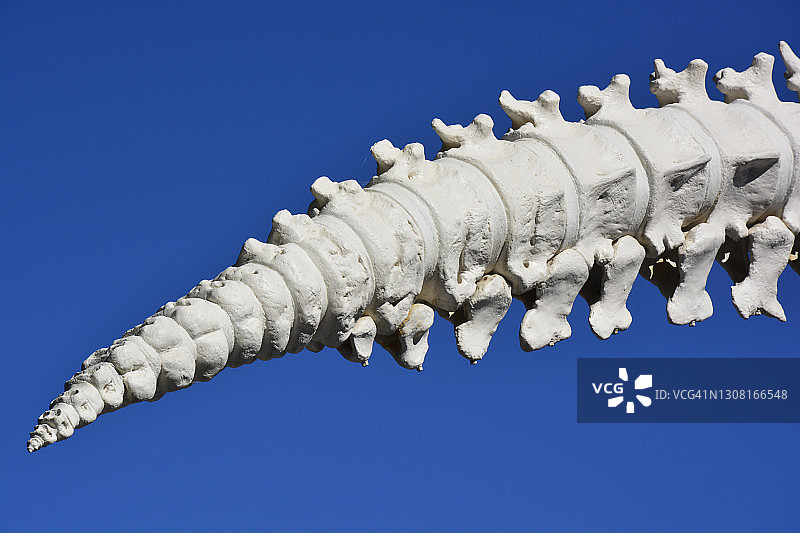 蓝鲸骨骼图片素材