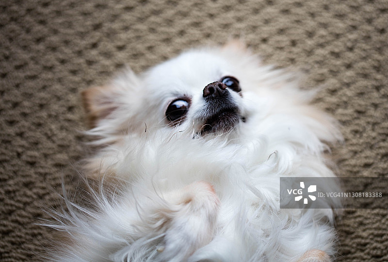 长毛吉娃娃图片素材