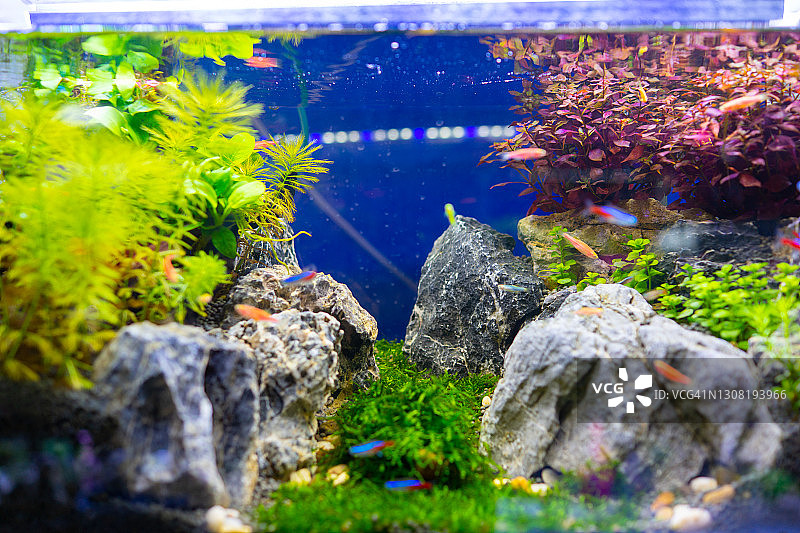 迷你水族箱图片素材