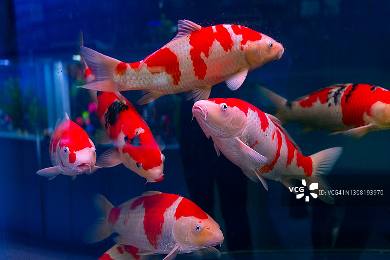 鱼缸中游动的锦鲤图片素材