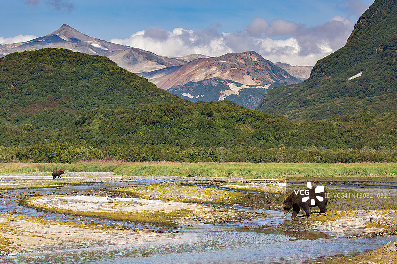 卡特迈国家公园的棕熊图片素材