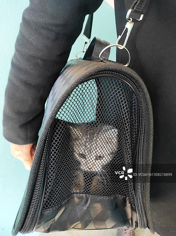 带虎斑猫旅行图片素材