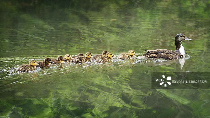 巴比伦长岛碧波荡漾的湖面上嬉戏的可爱小鸭图片素材