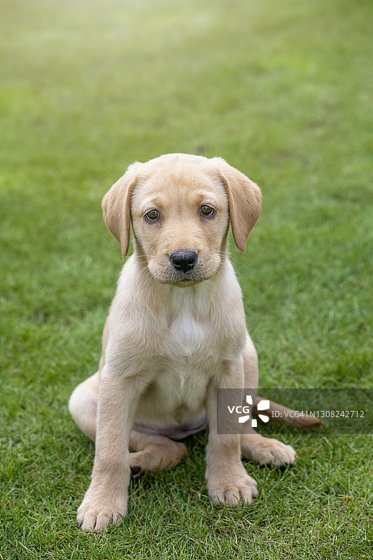 一只金色拉布拉多寻回犬幼犬坐在花园的草地上图片素材