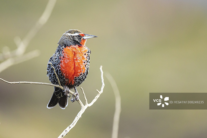 来自巴塔哥尼亚的长尾草地鹨鸟图片素材