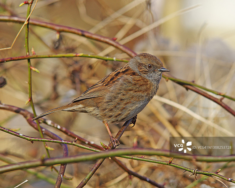 山噪鹛图片素材
