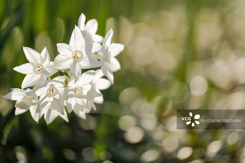 有光线的水仙花图片素材