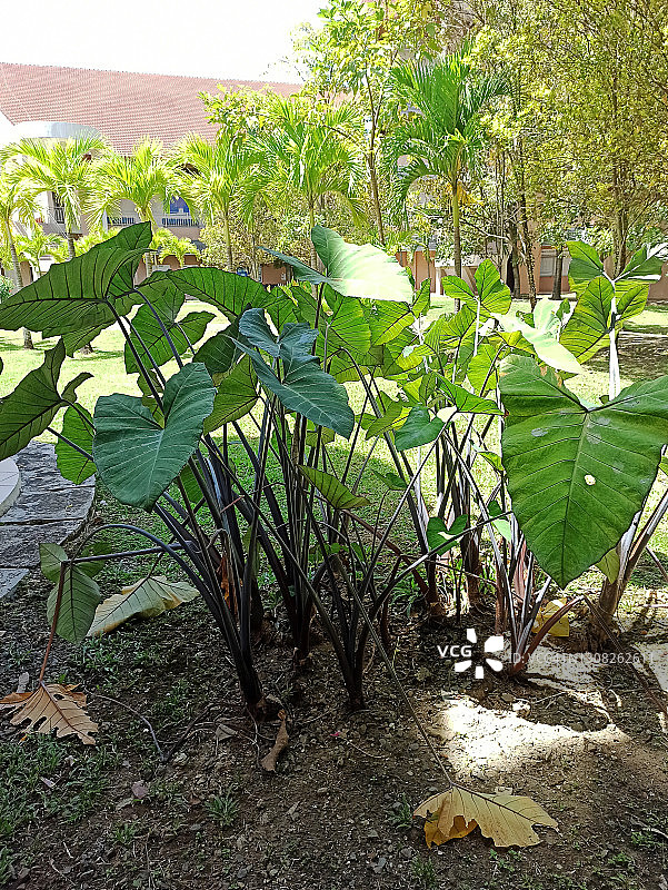 紫芋植物图片素材