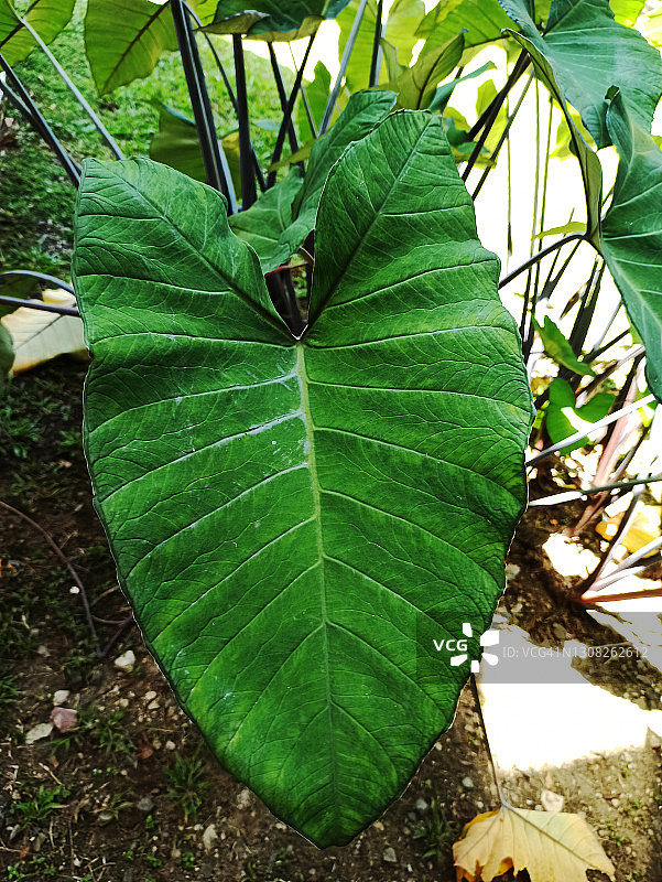 紫芋叶图片素材