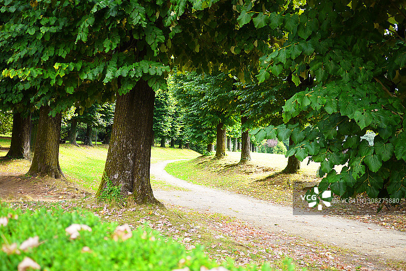 绿树成荫的小路，公共公园图片素材