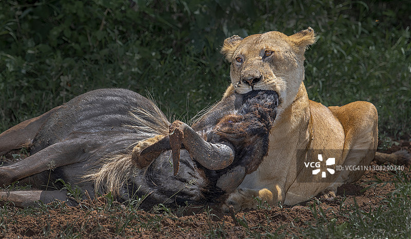 31 母狮和猎物图片素材