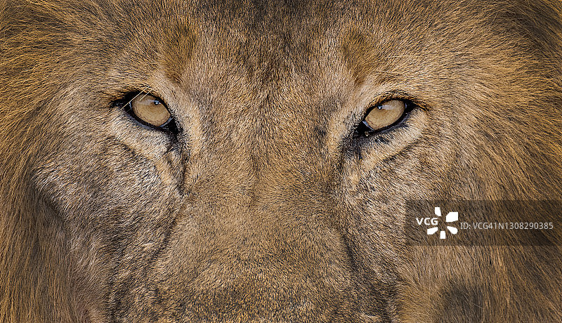 狮子特写图片素材