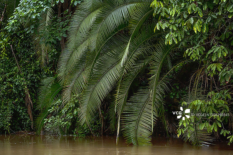 雨林中河流岸边的热带森林图片素材