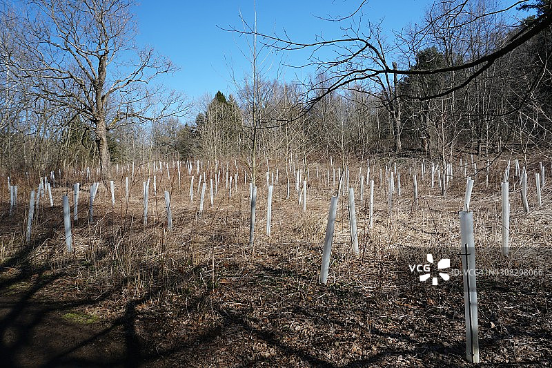 田野中新保护树木的植树造林图片素材
