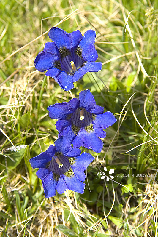 聚药花图片素材